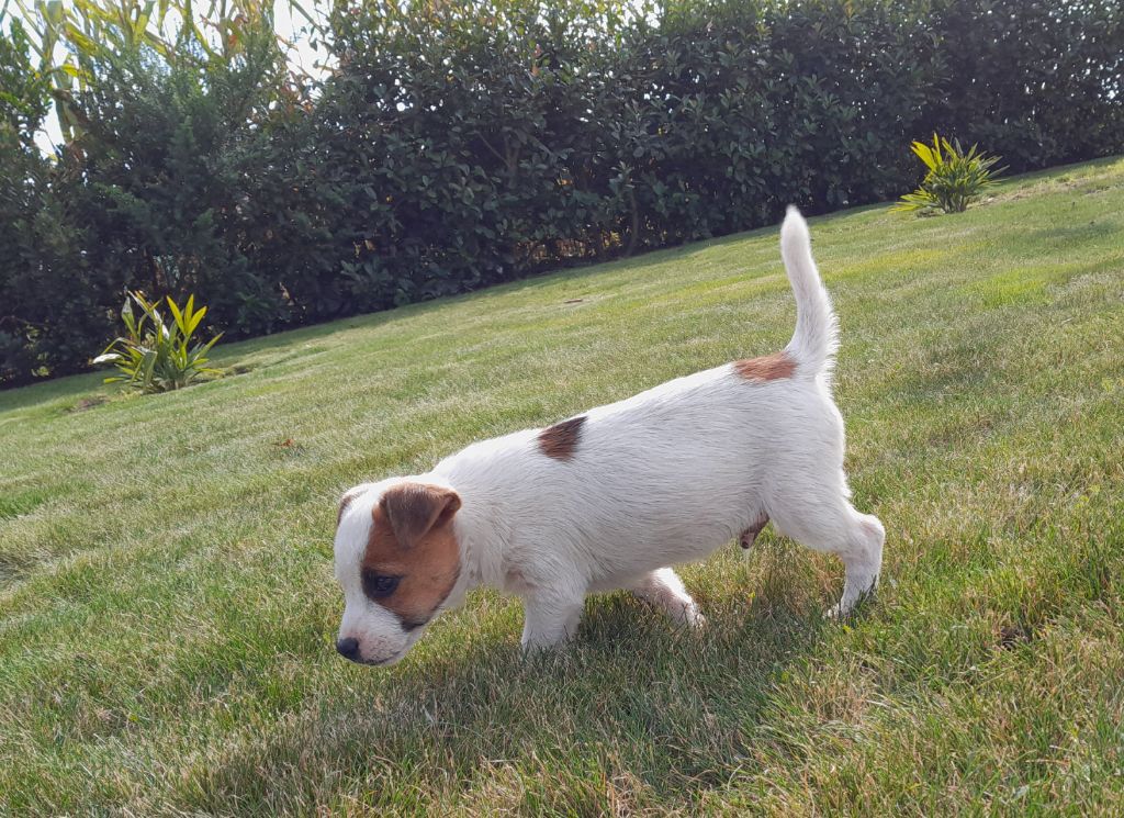 De L'Etang De Rochefort - Chiot disponible  - Jack Russell Terrier