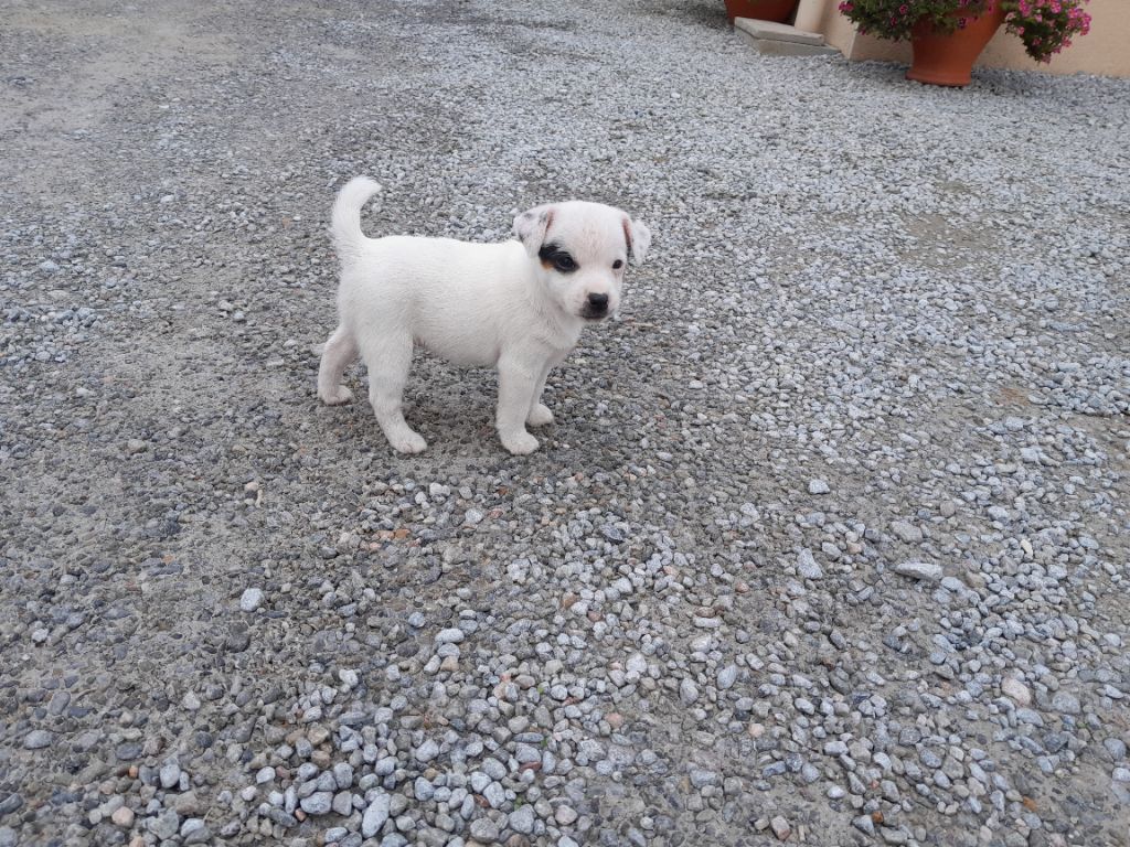 De L'Etang De Rochefort - Chiot disponible  - Jack Russell Terrier