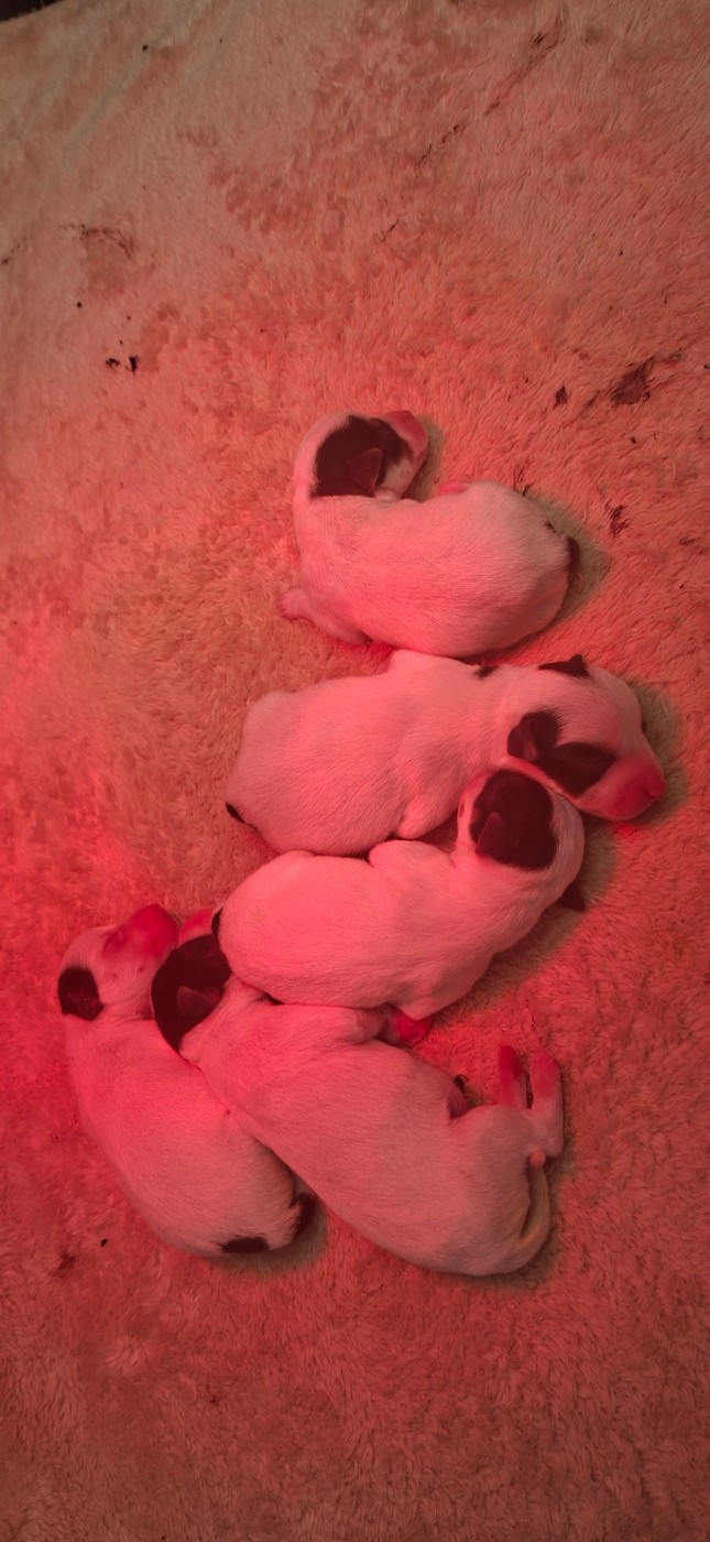 Chiots Jack Russell LOF à réserver.