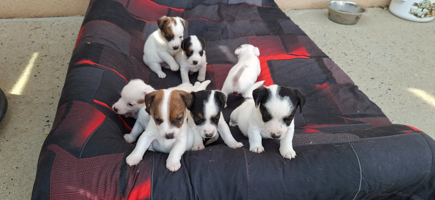 Chiots mâles Jack Russell LOF à réserver.