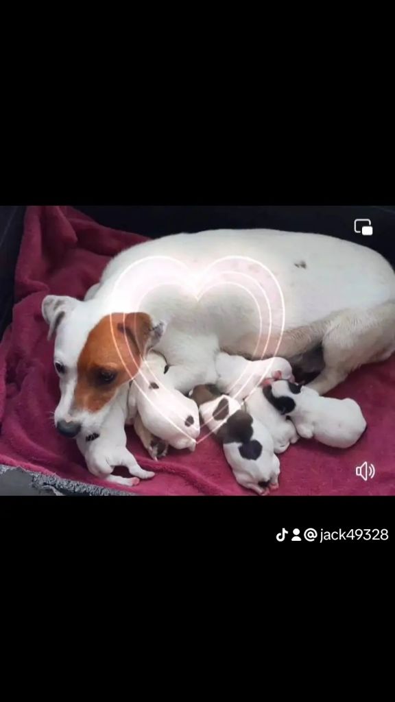 Chiots Jack Russell LOF à réserver. 