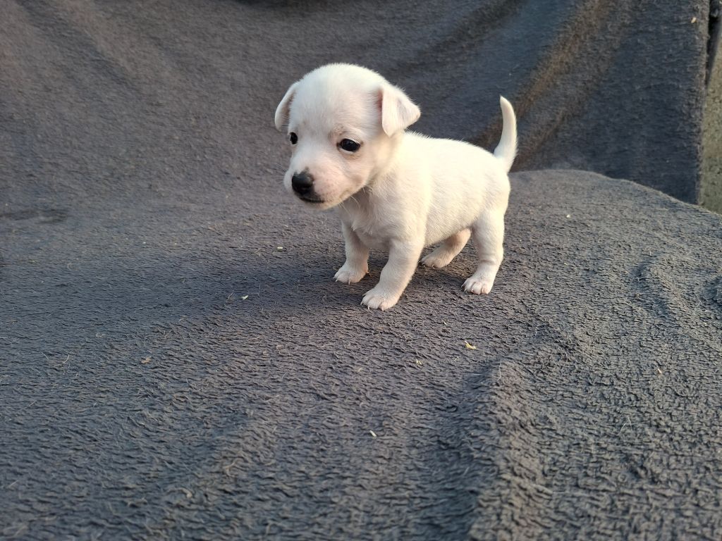 De L'Etang De Rochefort - Chiots disponibles - Jack Russell Terrier