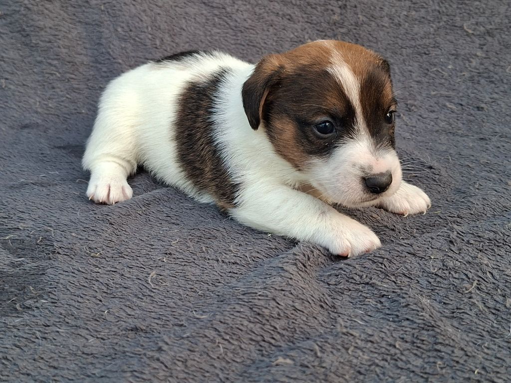 De L'Etang De Rochefort - Chiots disponibles - Jack Russell Terrier