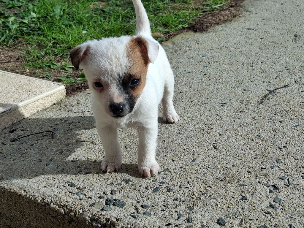 De L'Etang De Rochefort - Chiots disponibles - Jack Russell Terrier