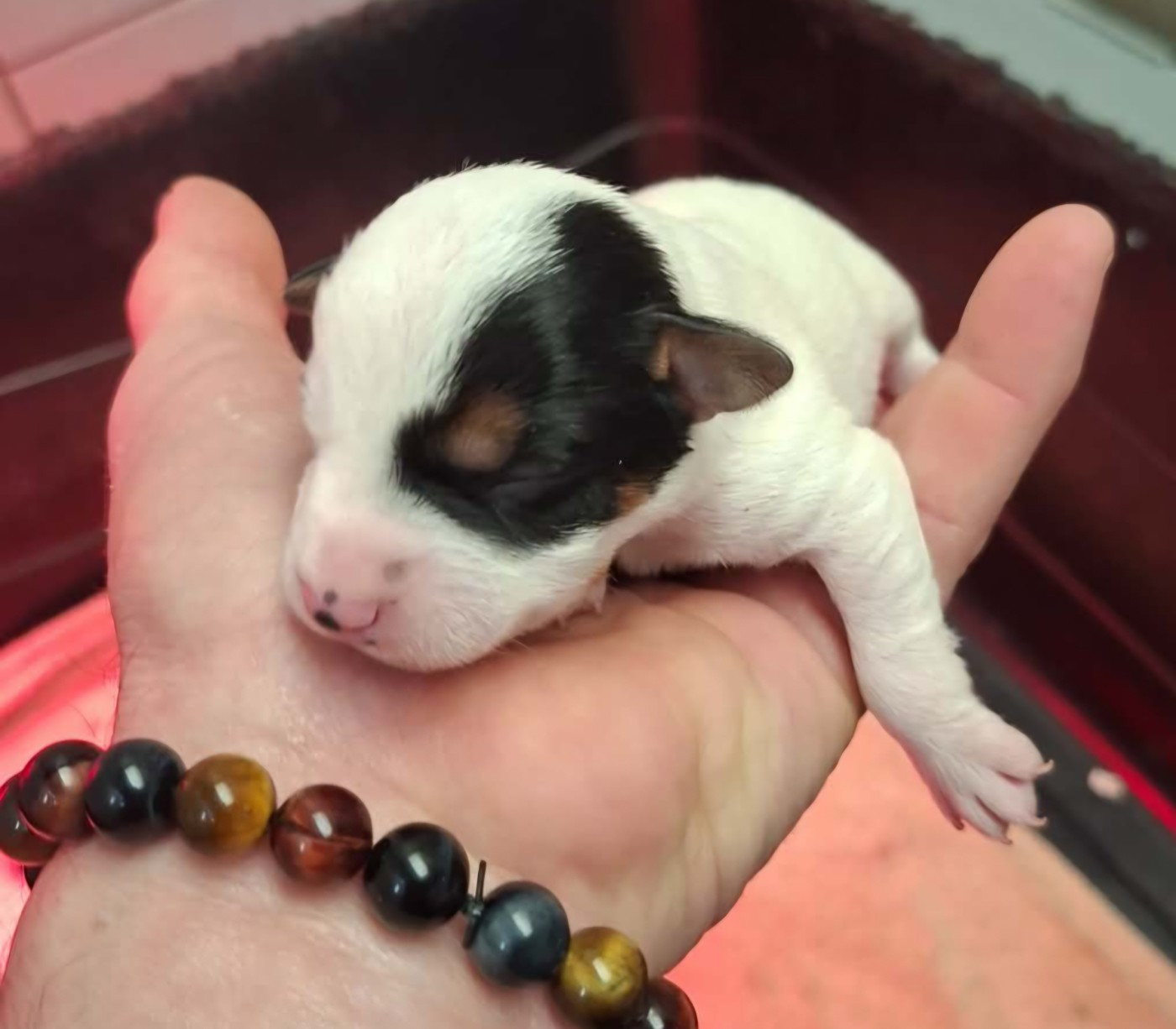 De L'Etang De Rochefort - Chiots disponibles - Jack Russell Terrier