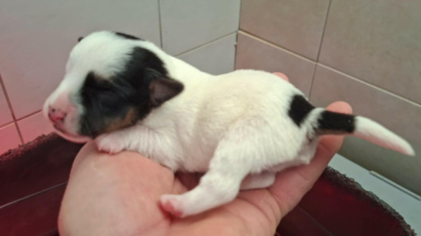 De L'Etang De Rochefort - Chiots disponibles - Jack Russell Terrier