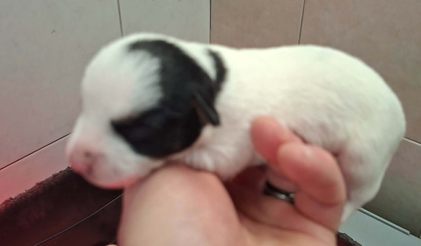 De L'Etang De Rochefort - Chiots disponibles - Jack Russell Terrier