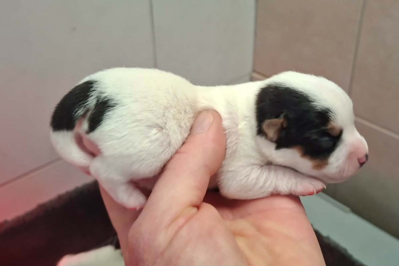 De L'Etang De Rochefort - Chiots disponibles - Jack Russell Terrier