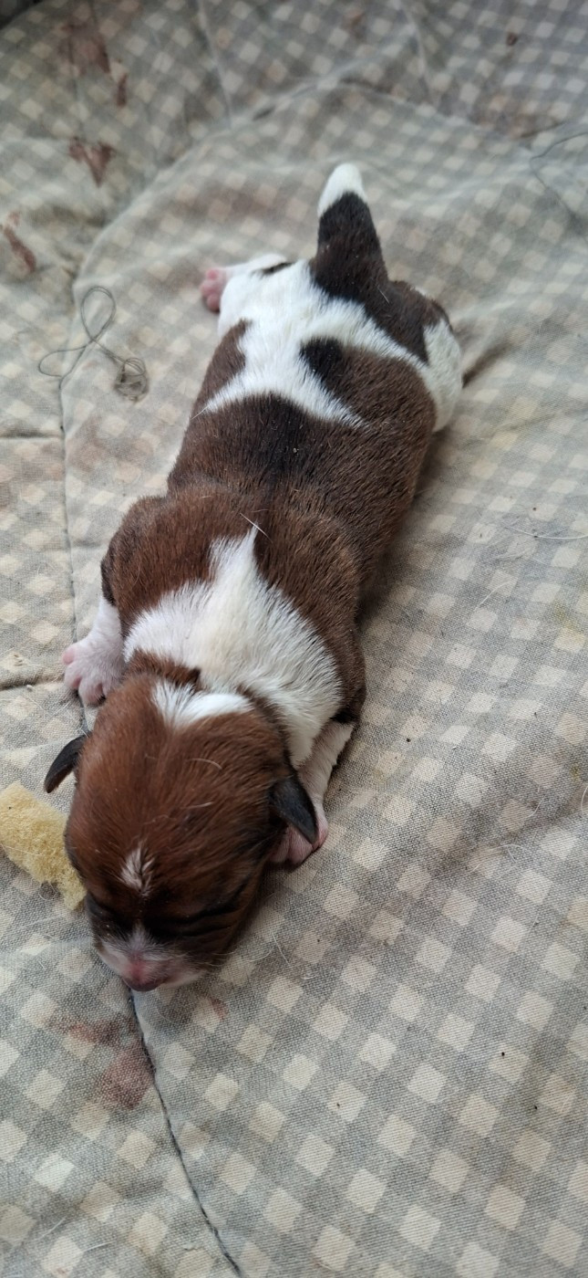 De L'Etang De Rochefort - Chiots disponibles - Jack Russell Terrier