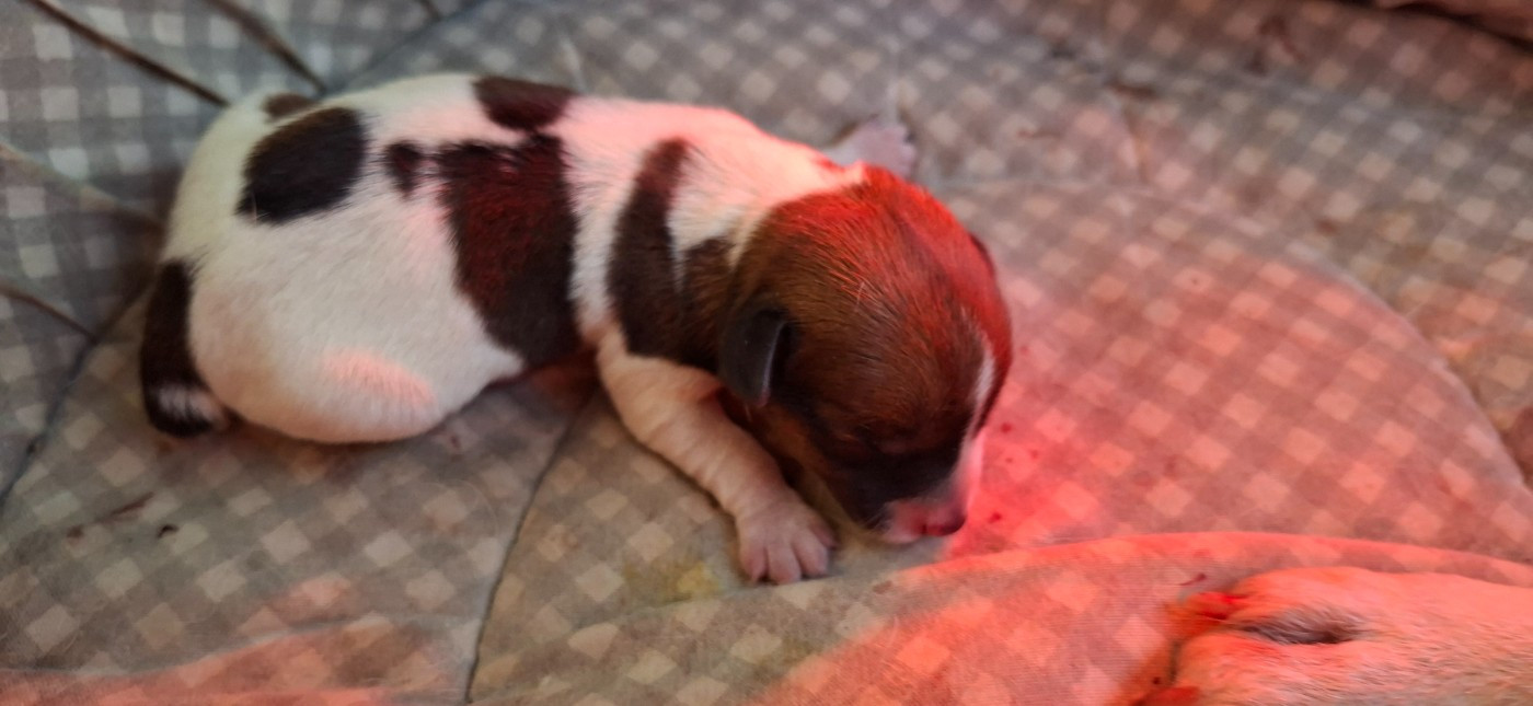 De L'Etang De Rochefort - Chiots disponibles - Jack Russell Terrier