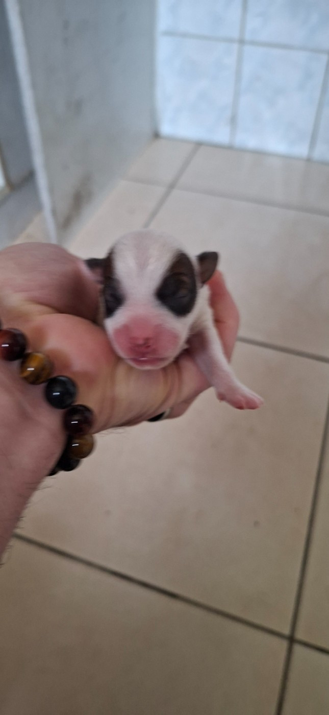 De L'Etang De Rochefort - Chiots disponibles - Jack Russell Terrier