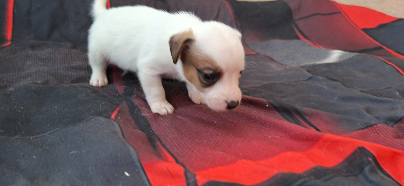 De L'Etang De Rochefort - Chiots disponibles - Jack Russell Terrier