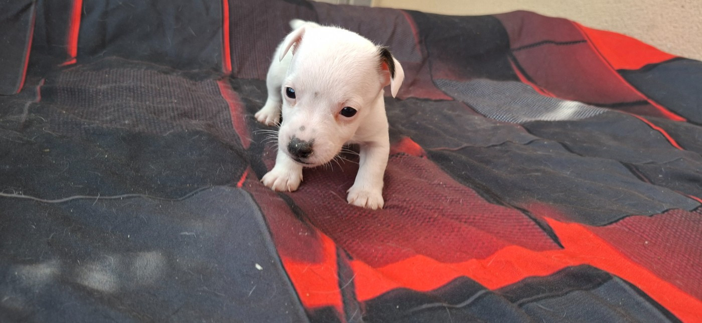 De L'Etang De Rochefort - Chiots disponibles - Jack Russell Terrier