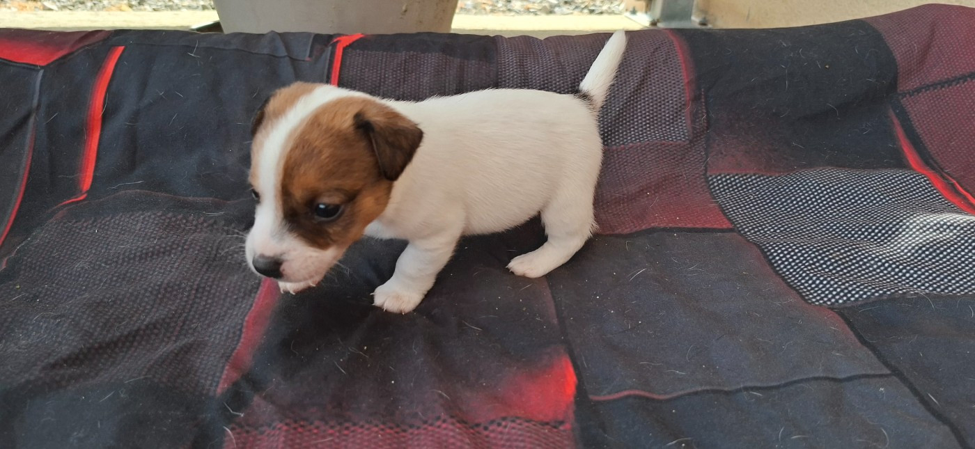 De L'Etang De Rochefort - Chiots disponibles - Jack Russell Terrier
