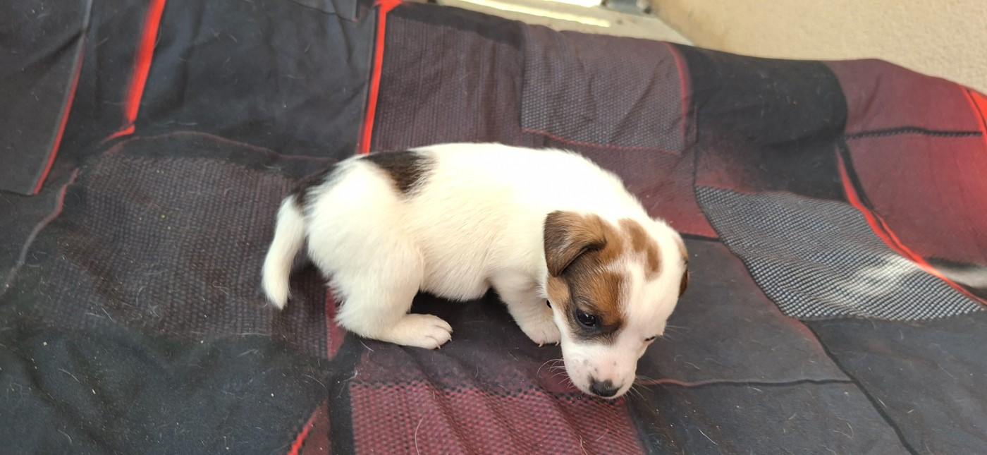 De L'Etang De Rochefort - Chiots disponibles - Jack Russell Terrier