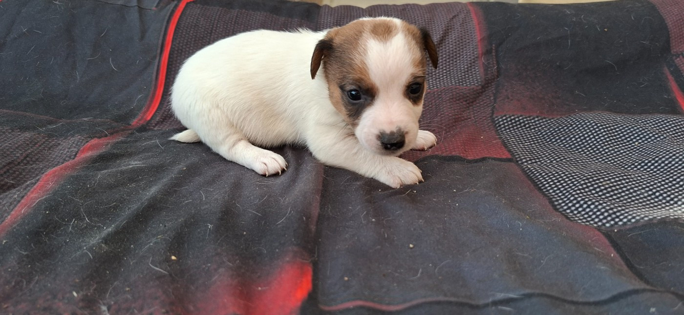 De L'Etang De Rochefort - Chiots disponibles - Jack Russell Terrier
