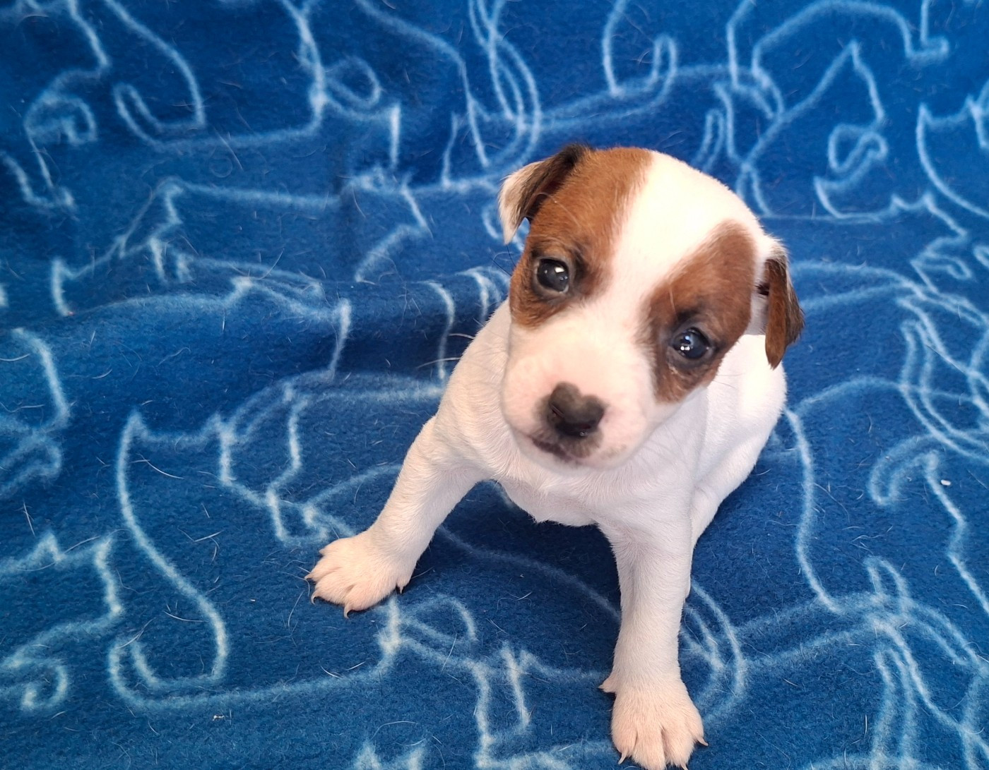 De L'Etang De Rochefort - Chiots disponibles - Jack Russell Terrier
