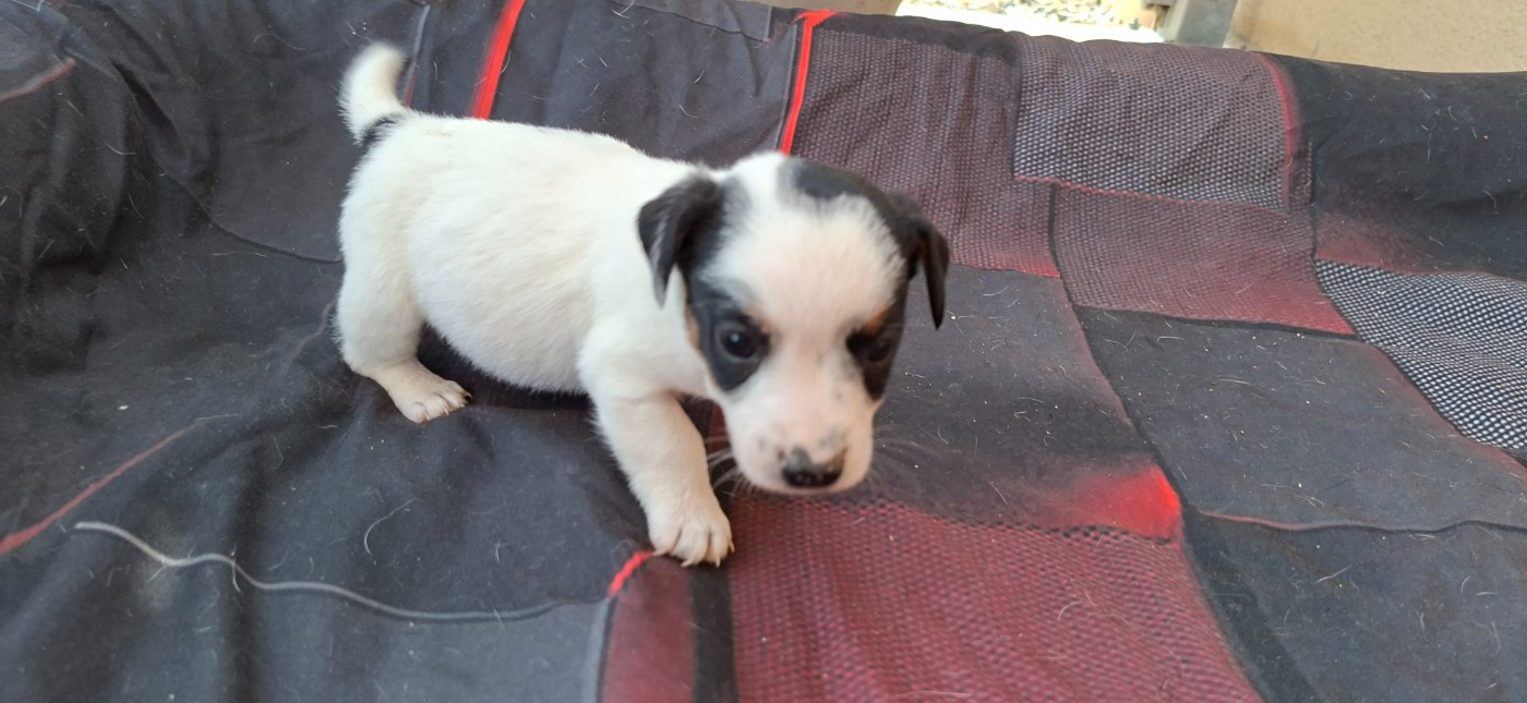 De L'Etang De Rochefort - Chiots disponibles - Jack Russell Terrier