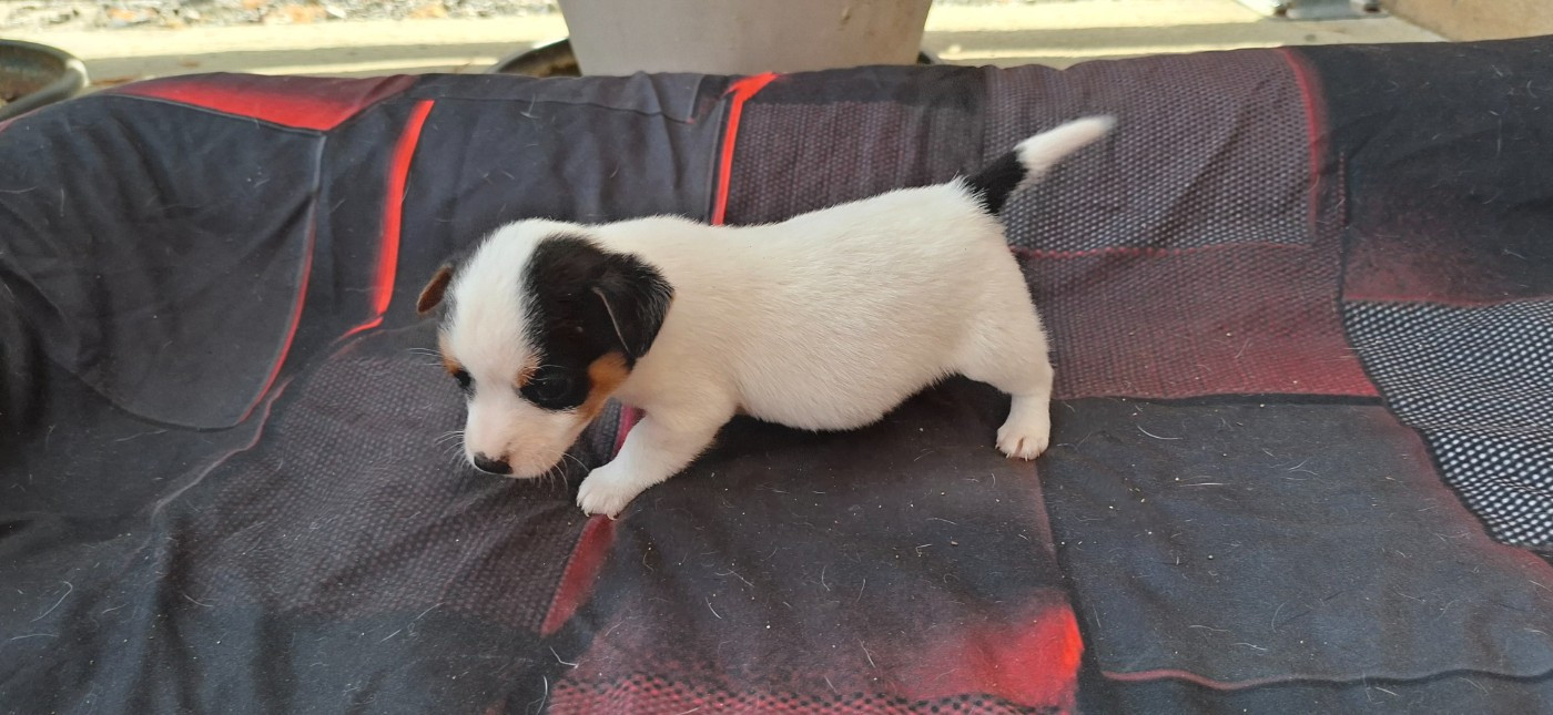 De L'Etang De Rochefort - Chiots disponibles - Jack Russell Terrier