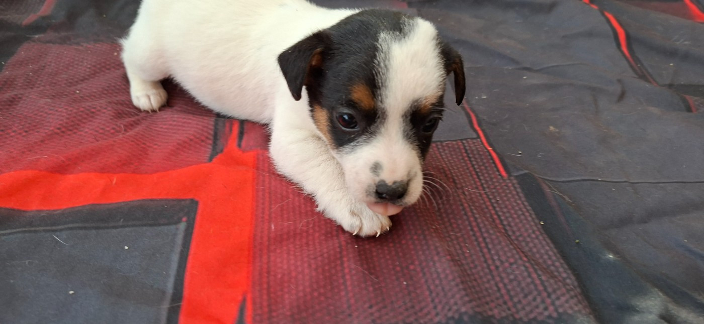 De L'Etang De Rochefort - Chiots disponibles - Jack Russell Terrier