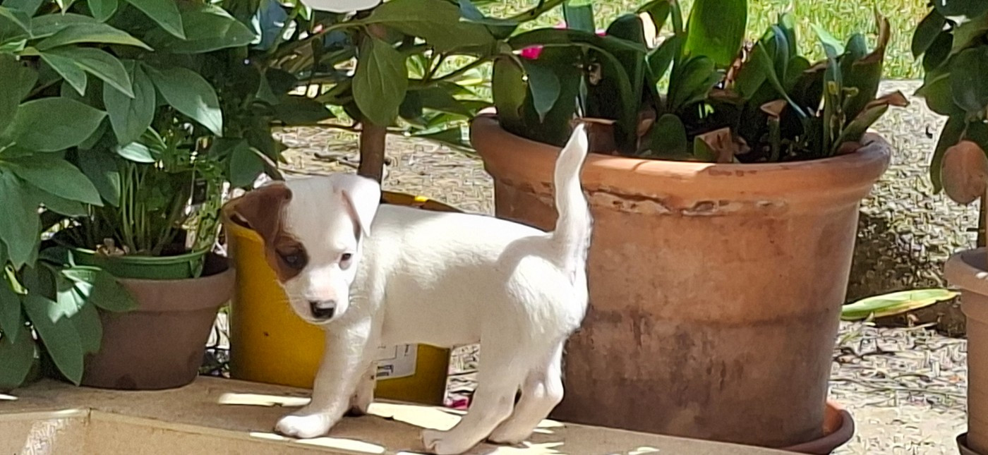 De L'Etang De Rochefort - Chiots disponibles - Jack Russell Terrier