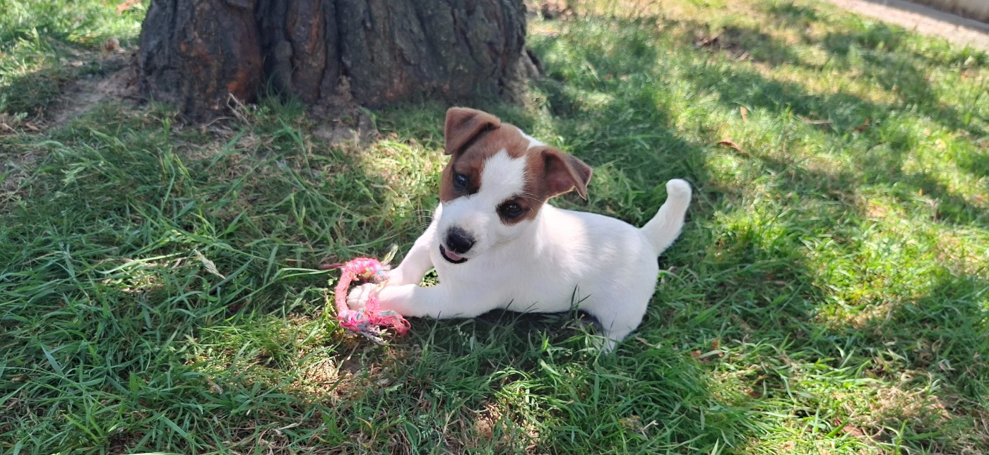 De L'Etang De Rochefort - Chiots disponibles - Jack Russell Terrier