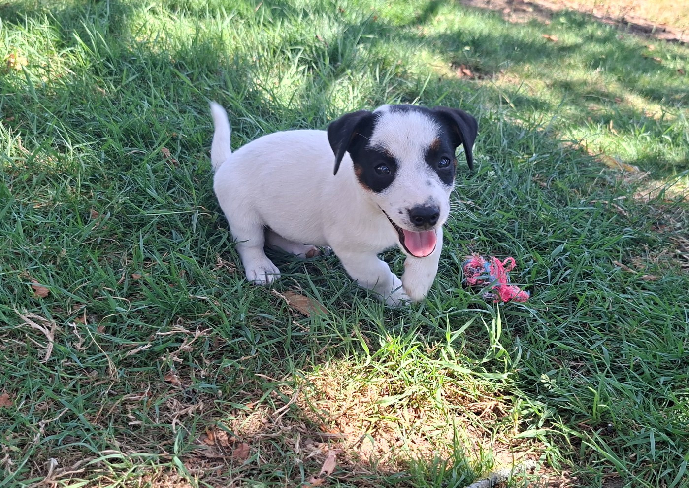De L'Etang De Rochefort - Chiots disponibles - Jack Russell Terrier