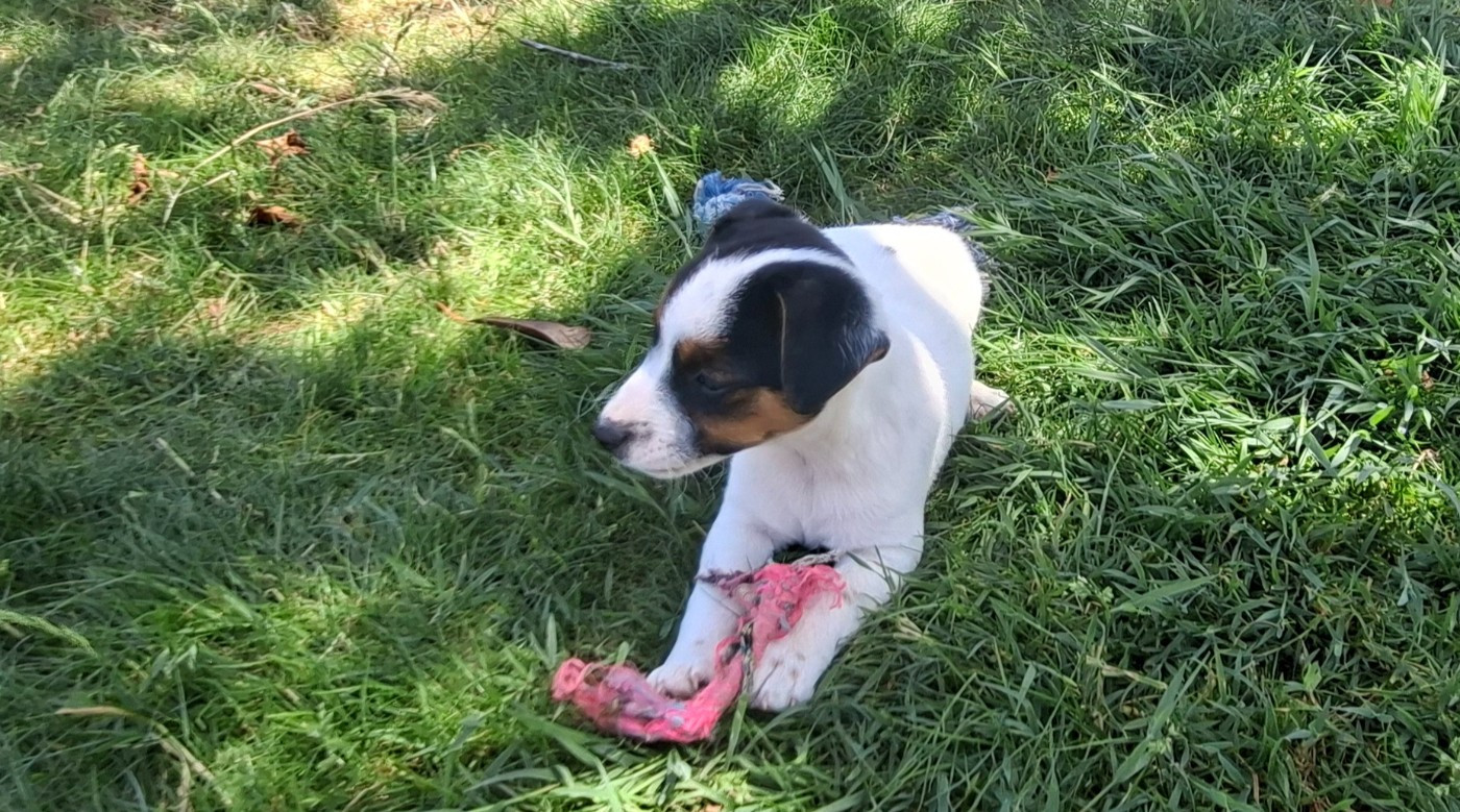 De L'Etang De Rochefort - Chiots disponibles - Jack Russell Terrier