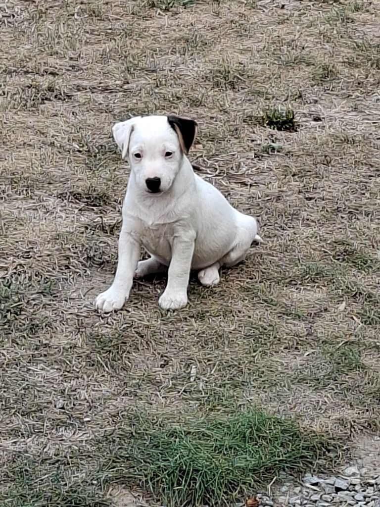 De L'Etang De Rochefort - Chiots disponibles - Jack Russell Terrier