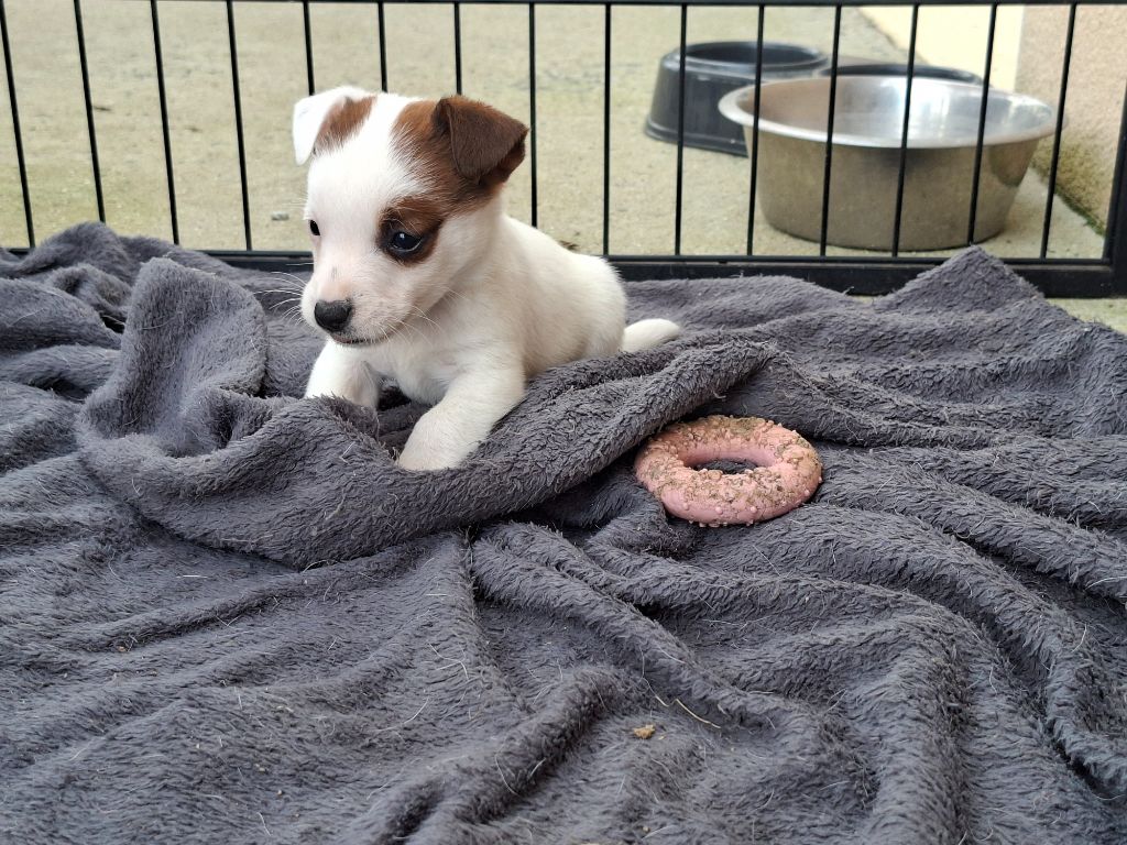 De L'Etang De Rochefort - Chiots disponibles - Jack Russell Terrier