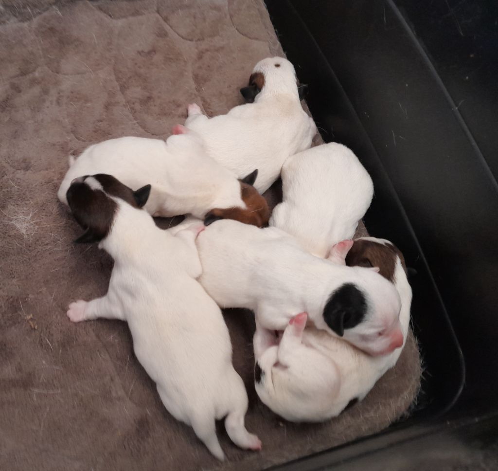 Chiot Jack Russell Terrier De L'Etang De Rochefort