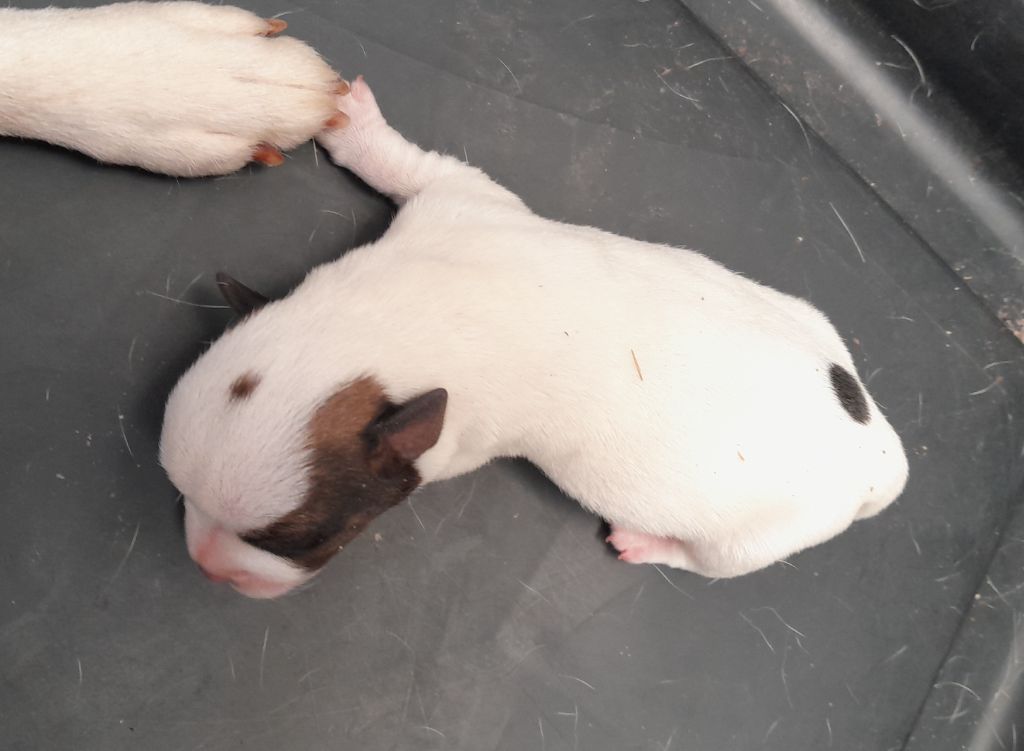 De L'Etang De Rochefort - Chiots disponibles - Jack Russell Terrier