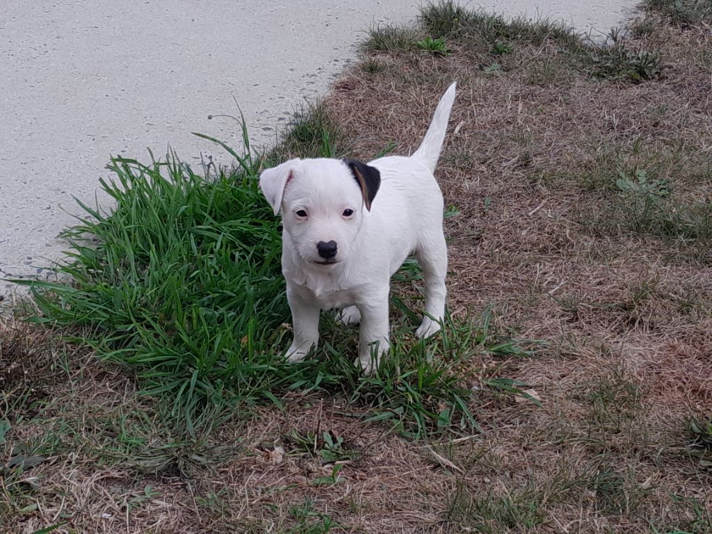 De L'Etang De Rochefort - Chiots disponibles - Jack Russell Terrier