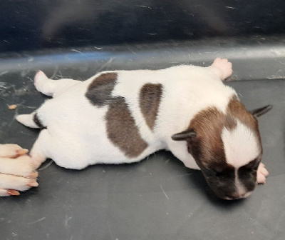 CHIOT 3