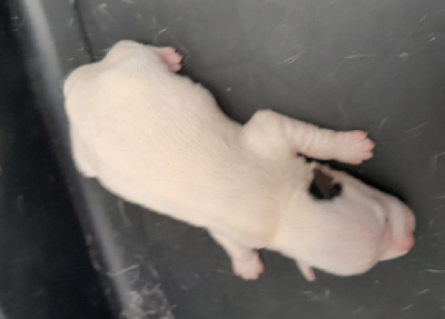 CHIOT 2
