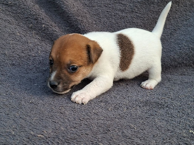 CHIOT 1