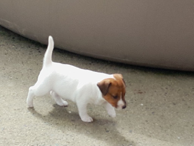 CHIOT 6