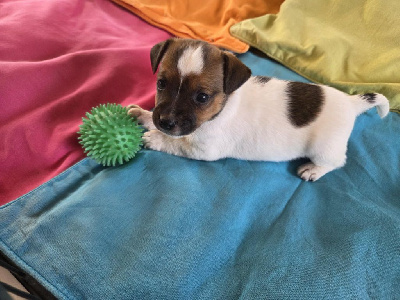 CHIOT 3