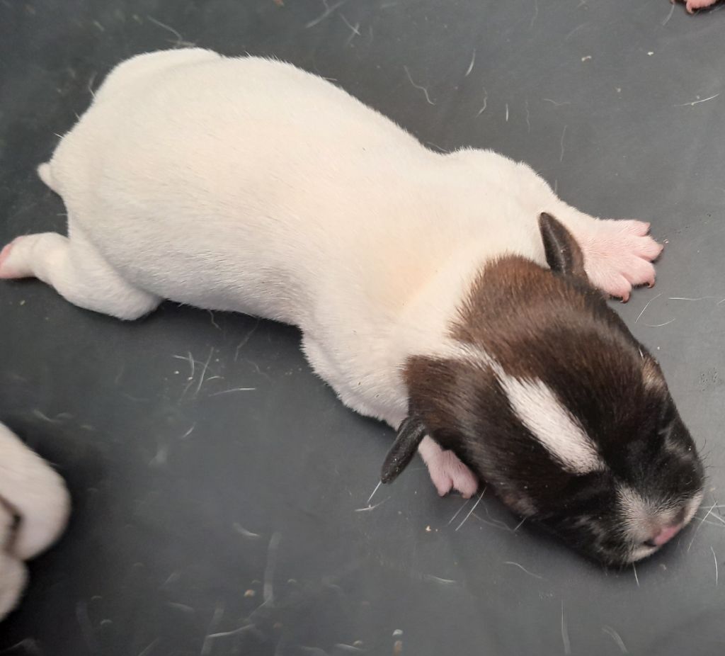 De L'Etang De Rochefort - Chiots disponibles - Jack Russell Terrier