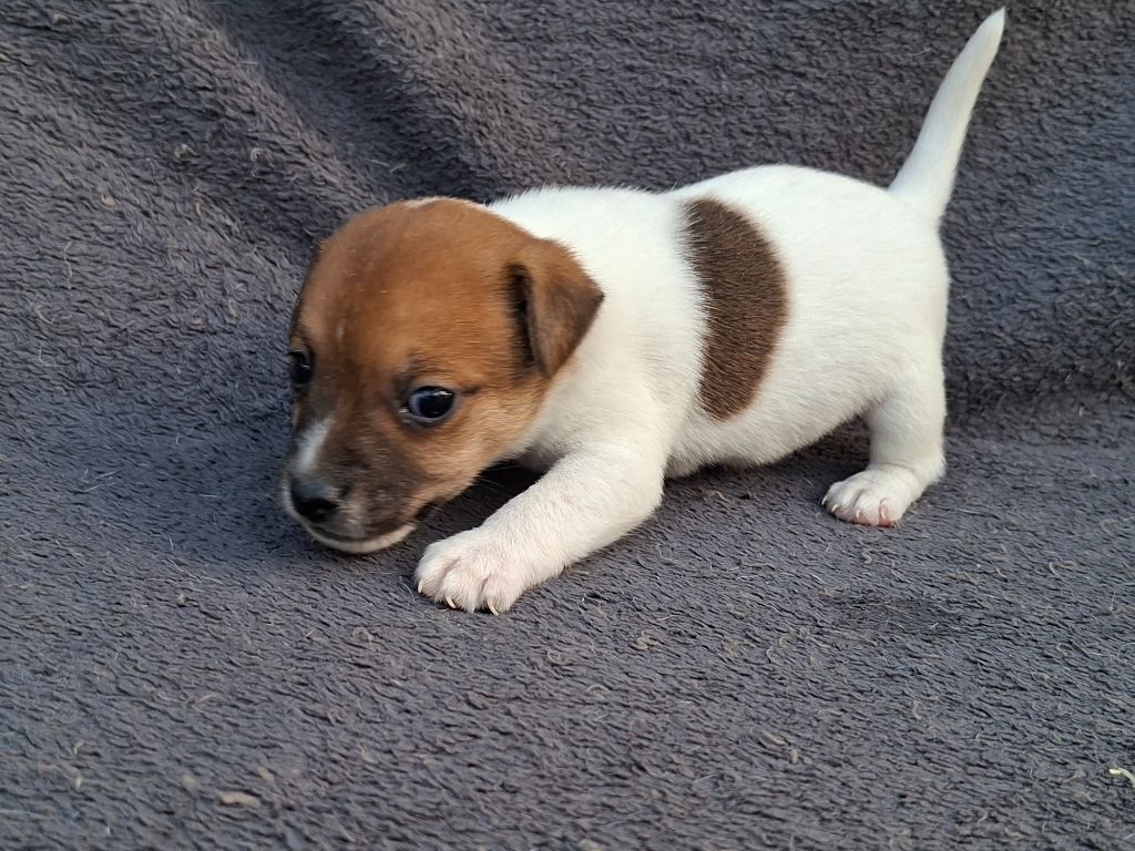 De L'Etang De Rochefort - Chiots disponibles - Jack Russell Terrier