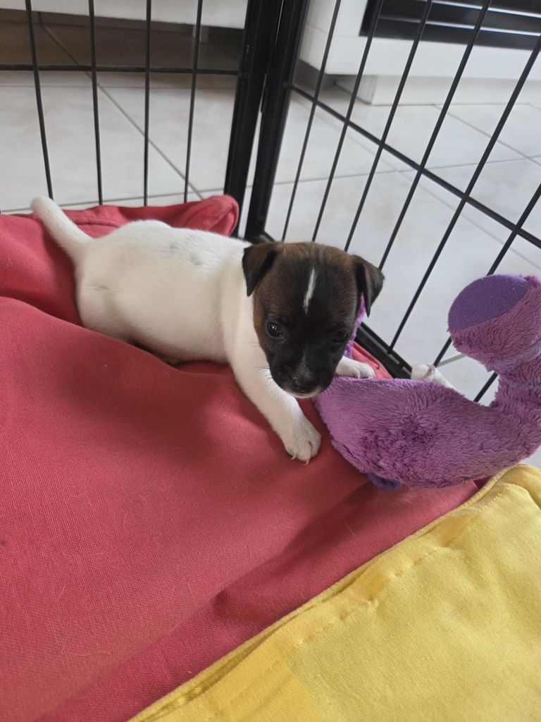 De L'Etang De Rochefort - Chiots disponibles - Jack Russell Terrier