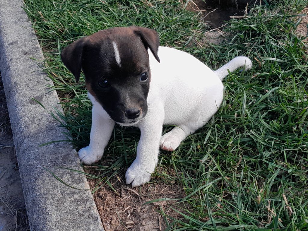De L'Etang De Rochefort - Chiots disponibles - Jack Russell Terrier
