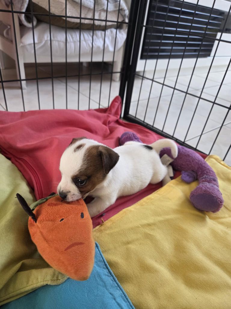 De L'Etang De Rochefort - Chiots disponibles - Jack Russell Terrier